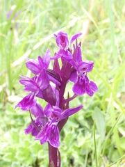 Dactylorhiza lapponica