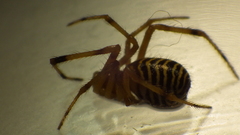 Theridion zonulatum