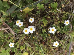 Leptosiphon rosaceus