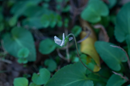 Image of Viola japonica by (c) WATANABE Hitoshi 渡辺仁, some rights reserved (CC BY)