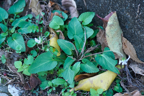 Image of Viola japonica by (c) WATANABE Hitoshi 渡辺仁, some rights reserved (CC BY)