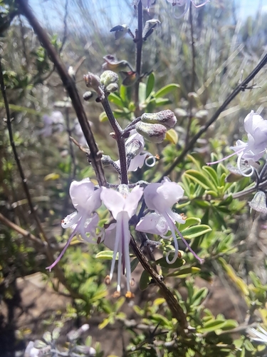 Albany Cats Whiskers (Ocimum burchellianum)