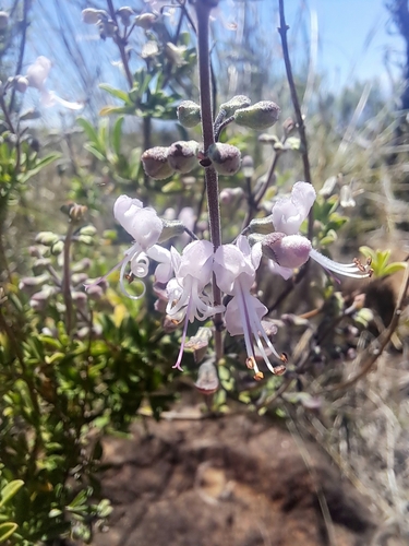 Image of Ocimum burchellianum by (c) Noeleen du Toit, some rights reserved (CC BY-SA)