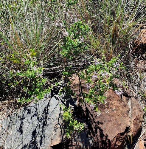 Image of Ocimum burchellianum by (c) Noeleen du Toit, some rights reserved (CC BY-SA)