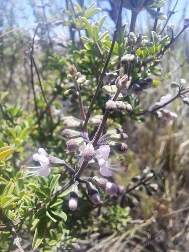 Image of Ocimum burchellianum by (c) Noeleen du Toit, some rights reserved (CC BY-SA)