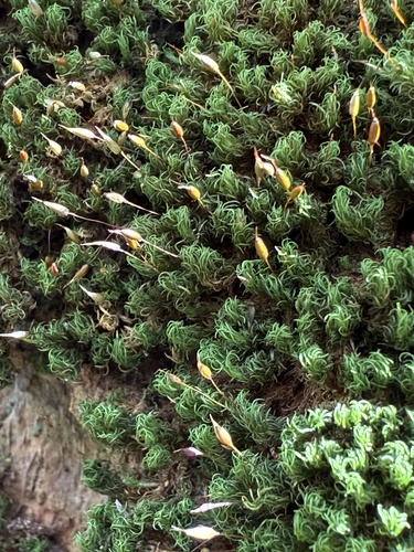 Syrrhopodon incompletus observed 2024-11-19
