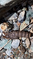 Pharmacis anselminae