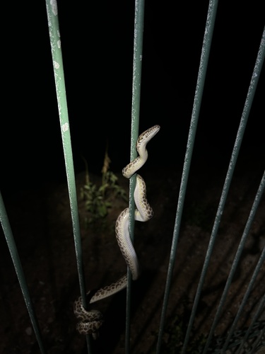 Spotted Python sighting