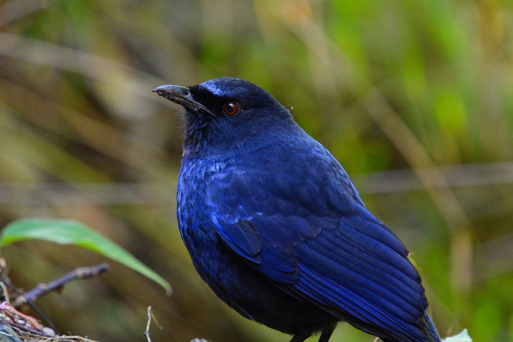 Whistling-Thrushes