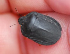 Eurygaster austriaca