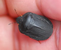 Eurygaster austriaca