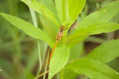 Sympetrum costiferum