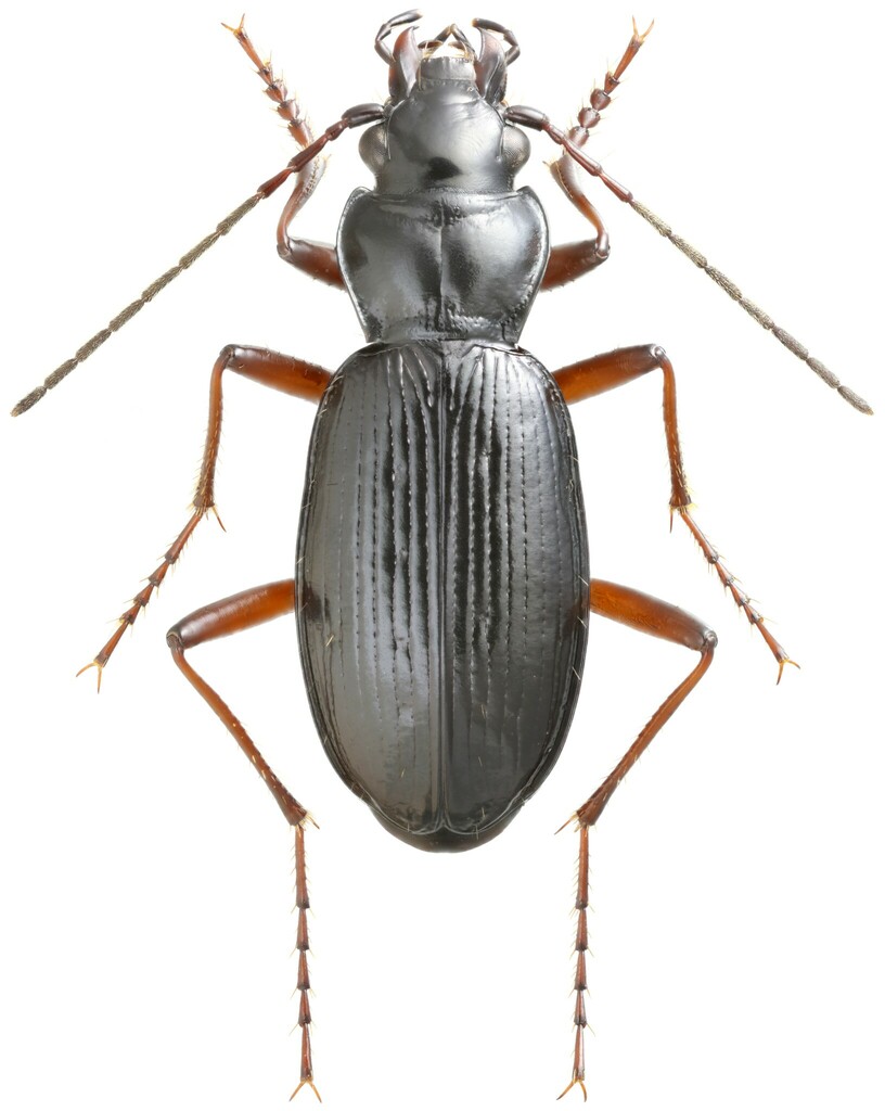 Nebria carbonaria