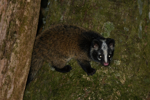 Masked Palm Civet, 424台灣台中市和平區, photo 10 of 10