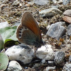 Coenonympha gardetta