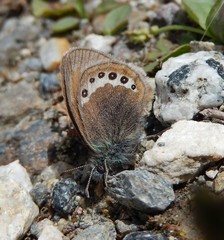 Coenonympha gardetta