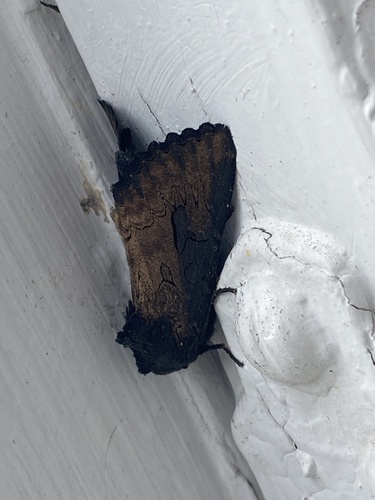 Iris Borer Moth photo 2