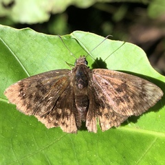 Pachyneuria