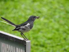 Copsychus saularis