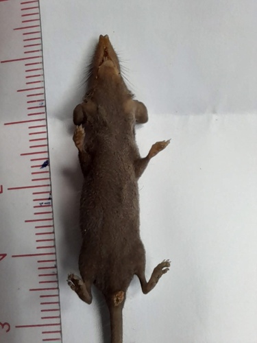 Southeast Asian Shrew