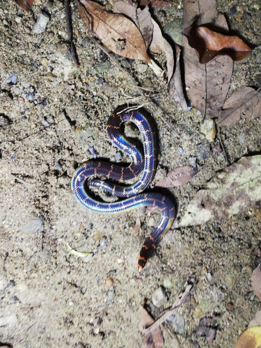 Slowinski's pipe snake