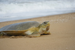 Flatback Turtle photo 1