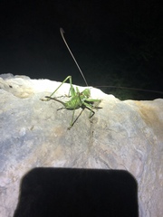 Neobarrettia spinosa