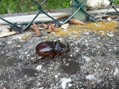 Oryctes nasicornis corniculatus