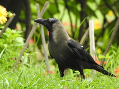Corvus splendens