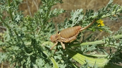 Platystolus martinezii