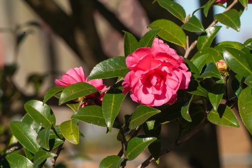 Image of Camellia hiemalis by (c) WATANABE Hitoshi 渡辺仁, some rights reserved (CC BY)