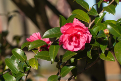 Camellia hiemalis, photograph (c) WATANABE Hitoshi 渡辺仁, some rights reserved (CC BY)