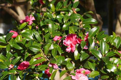 Camellia hiemalis, photograph 2