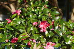 Camellia hiemalis, photograph (c) WATANABE Hitoshi 渡辺仁, some rights reserved (CC BY)