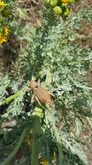 Platystolus martinezii