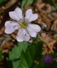 Gypsophila repens