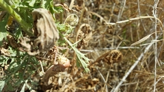 Platystolus martinezii