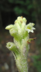 Discyphus scopulariae