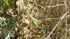 Platystolus martinezii