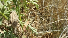 Platystolus martinezii