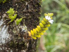 Microsaccus griffithii, photograph (c) Gerard Chartier, some rights reserved (CC BY)