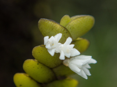 Microsaccus griffithii, photograph (c) Gerard Chartier, some rights reserved (CC BY)