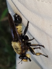Laphria grossa