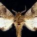 Schizura apicalis - Photo (c) Jim Vargo at Moth Photographers Group, algunos derechos reservados (CC BY-NC-SA)