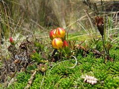 Gentianella hirculus