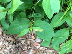 Aulagromyza orbitalis