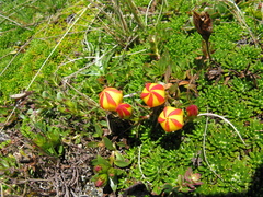 Gentianella hirculus