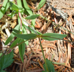 Gypsophila repens
