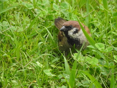 Passer montanus