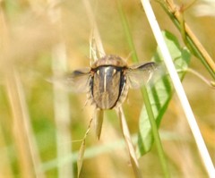 Eurygaster austriaca